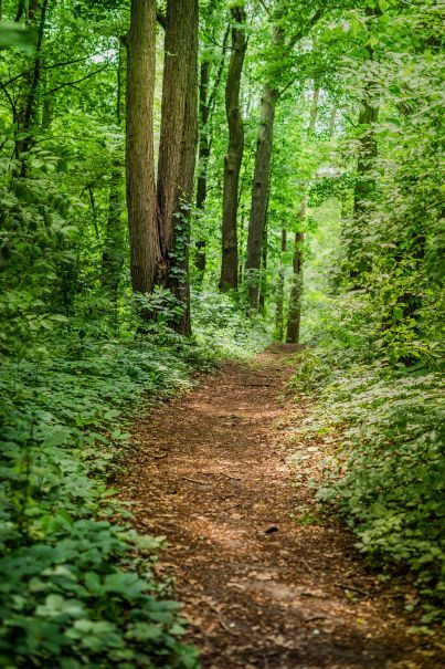 Trail in the forest